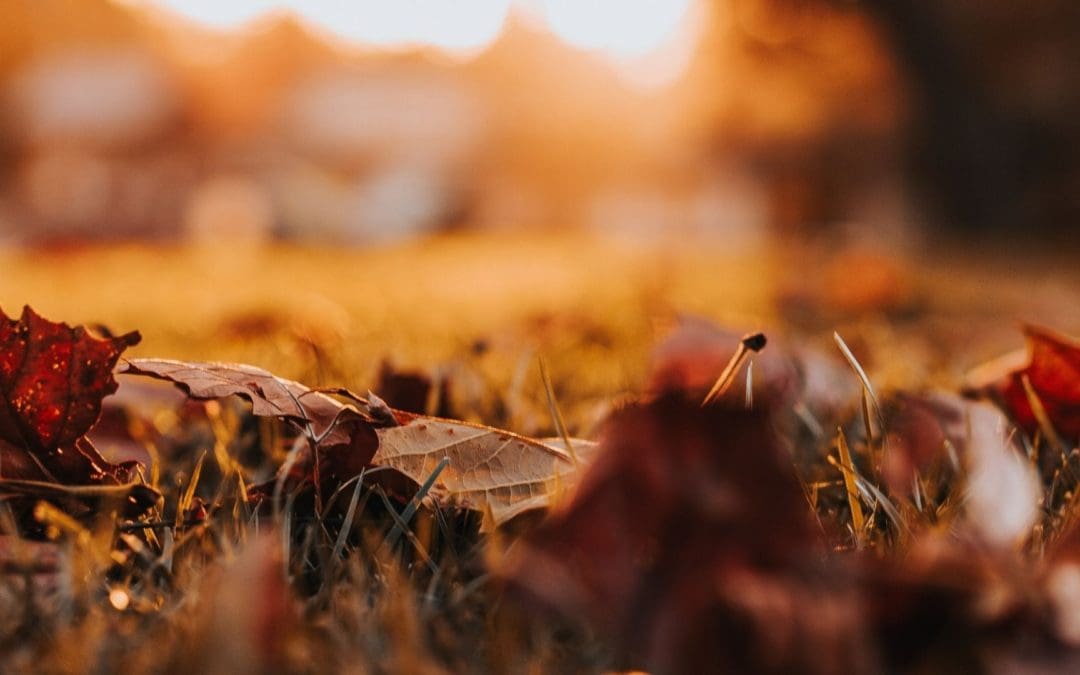 Leaves for Thanksgiving